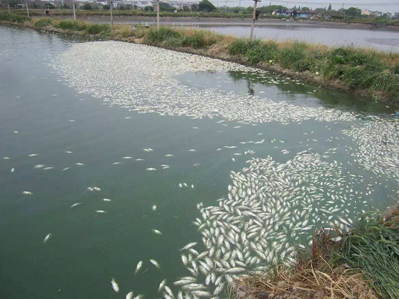 水產養殖中硫化氫超標會造成哪些危害